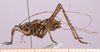 CollectionObject 1575951; 521de202-1aa9-4a39-b0ba-328c312c2c42, cbt039s01: specimen cbt039s01. male, lateral view (paratype). (CollectionObject).