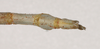 CollectionObject 1562807; 2a2b96e9-4775-4839-9b52-e96e0890c407: copyright ANIC. male: end of abdomen, lateral view (holotype). (CollectionObject).