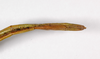 CollectionObject 1557137; b9e8cfd5-2703-4de1-a0f4-5eed5fa3f775: copyright ZMB, Berlin. female: end of abdomen, ventral view (syntype). (CollectionObject).;CollectionObject 1557138; 5fc68556-22dd-4594-bd84-d4e4150cbe92: copyright ZMB, Berlin. female: end of abdomen, ventral view (syntype). (CollectionObject).