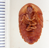 Zuluia lithostrota Rehn, 1931: Photo by Heidi Hopkins. ventral habitus. (Otu).