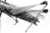 CollectionObject 1533572; fb587f2b-7407-4952-a2e9-58daff1a2e41: Carbonell [earlier photo with intact hindlegs?]. female abdomen end, lateral view (holotype of Amblyscapheus lineatus). (CollectionObject).