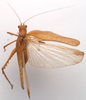 CollectionObject 2053397; CNMS 5539, 922b698b-37e9-47e1-ba37-9a6dc72f4e17: male, dorsal view (holotype). (CollectionObject).