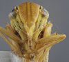 Head: !! display not done !! on Cicadella viridis (Linnaeus, 1758): (Observation).