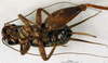 CollectionObject 1567478; 1affefd9-27b6-47a3-aa76-a7b6a1882551: female, ventral view (paratype). (CollectionObject).