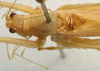 CollectionObject 1517470; 2c29a137-12b8-4206-9d6e-0cc8efc9cad9: male stridulatory apparatus (holotype). (CollectionObject).