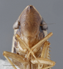 Head on Draeculacephala antica (Walker, 1851): Face/Head. Brown color variation. (Observation).