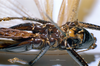 CollectionObject 1506475; MHNG 3225777, b9ca49f8-4cce-4863-a9f8-edfbeeb8cceb: female ventral view. (CollectionObject).
