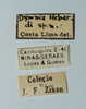 female, labels (allotype). Depicts CollectionObject 1576169; 4859ca6d-0c5d-40a3-8158-7ff36be7fc61, a CollectionObject.