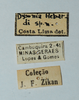 CollectionObject 1576169; 4859ca6d-0c5d-40a3-8158-7ff36be7fc61: female, labels (allotype). (CollectionObject).