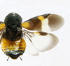 Holocompsa nitidula (Fabricius, 1781): Holocompsa probably nitidula from house in San Jose, Costa Rica. Det. George Beccaloni. Copyright Kenji Nishida. (Otu).