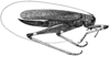 Eucocconotus annulatus Hebard, 1927: Pl. XXII, Fig. 6 (after type). female (tegmen length 39 mm, ovipositor 20.7 mm). (Otu).
