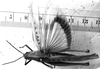 CollectionObject 1552388; c12b1e61-3c11-40d8-968c-76dce7e27029: Image Carbonell, C.S. female, dorsal view (syntype). (CollectionObject).