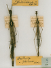 CollectionObject 1560598; 208c7c9f-5403-4a90-a087-3efcd4a2faf1: copyright MRSN, Torino. female (paralectotype) and male (lectotype) of synonym Aruanoidea ophidiiderma. (CollectionObject).