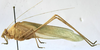 CollectionObject 1539803; 7c60f6b2-ddec-491c-b721-52ccf9c8a16e, MNHN-EO-ENSIF801: male habitus, lateral view (holotype). (CollectionObject).