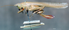 CollectionObject 1531420; NMW No. 14.072, 4567a544-6f75-410f-8f57-9a9f4dd46e50: female, lateral view (holotype). (CollectionObject).