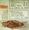 CollectionObject 1498698; e635f42f-e230-4b9e-b777-9f05fe07814c: female with labels, dorsal view. (CollectionObject).