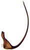 Aedeagus, lateral view: Drakensbergena phaeogramma, aedeagus, laterally (INHS). (Observation).