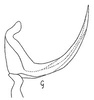 Aedeagus, lateral view: !! display not done !! on Ileopeltus cyclops (Linnavuori, 1959): Aedeagus, lateral view. (Observation).
