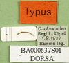CollectionObject 1501436; 3cbb2197-1f83-445f-8c42-a9d47bf94fcb, DORSA BA000637S01: labels (holotype). (CollectionObject).