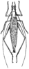 Oecanthus niveus (De Geer, 1773): Fig. 3. female, dorsal view. (Otu).