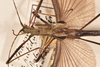 CollectionObject 1561454; 23e893d9-9a73-41bd-bcdb-62c55e4010cc: copyright OUMNH. male: head & thorax, dorsal view (syntype). (CollectionObject).;CollectionObject 1561455; d4690fb8-82db-4776-a5e6-00b5fb32a05f: copyright OUMNH. male: head & thorax, dorsal view (syntype). (CollectionObject).