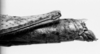 CollectionObject 1567380; a0422d7d-ede2-42a7-b4c4-4dff8e72e5b2: Image Carbonell, C.S. female, abdomen tip, lateral view (paralectotype). (CollectionObject).