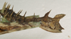 CollectionObject 1557090; d30b9910-6274-4c5a-8e32-3240ebaa97a3: copyright St. Petersburg. female: end of abdomen, lateral view of synonym Antongilia echinops (holotype). (CollectionObject).