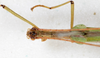 CollectionObject 1557510; ed9a1bd7-9c22-4906-add0-e9aa3b3aa129: copyright NMW, Vienna. male: head & thorax, dorsal view (lectotype). (CollectionObject).