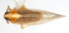 Habitus, dorsal view: !! display not done !! on Sogatella kolophon (Kirkaldy, 1907): (Observation).