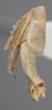 Habitus, lateral view on Athysanella (Gladionura) crispa Blocker & Johnson, 1990: Lateral. (Observation).