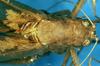 CollectionObject 1475812; ab271183-163a-4942-99ae-f3626f01b929: male head and pronotum, dorsal view (syntype). (CollectionObject).