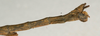 CollectionObject 1560924; NMW 892, 6e6bcfc6-e088-484b-a895-fa1a92ef35b6: copyright NMW, Vienna. male: end of abdomen, lateral view (holotype). (CollectionObject).