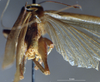 CollectionObject 1539586; 0998ede1-77b1-4e30-8a19-58818506b49a: male cerci (holotype). (CollectionObject).