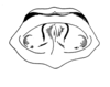 Ceuthophilus (Geotettix) deserticola Barnum, 1964: Fig. 121 (after paratype). epiphallus. (Otu).