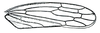 Forewing: !! display not done !! on Chlorotettix Van Duzee, 1892: Chlorotettix unicolor, forewing. (Observation).