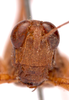 CollectionObject 2631857; CNMS 12, CNMS 12, 91805781-31bd-4327-ac18-3573ae6164e2: front view. male (paratype). (CollectionObject).