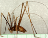 CollectionObject 1496565; 2a8db18f-5b52-4bb0-9e27-6e4b2807a00b: male, lateral view. (CollectionObject).