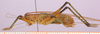 CollectionObject 1479286; cbt017s04, 5946b526-8c2b-4b3a-9cff-d81c430fe075: male, lateral view (paratype). (CollectionObject).