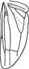 Hind wing on Farynala novica Dworakowska, 1970: Hind wing. (Observation).