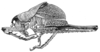 Ecuaneduba aequatorialis Gorochov, 2006: Fig. 1 (after holotype). male habitus (without antennal flagellum; reddish brown; body length 18-21 mm, pronotum 11-12 mm). (Otu).