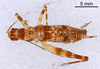 CollectionObject 1523040; 53d1bafd-53ab-46a9-9b8e-df0e528e0bc2: Male, dorsal view (holotype). (CollectionObject).
