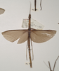 CollectionObject 1561969; 6934107a-0fed-42b2-8689-b1abe6f66424: copyright OUMNM. female of Necroscia lysippus (holotype). (CollectionObject).
