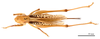 CollectionObject 1578320; 84e17f94-7f0a-45f4-a28d-59ba00798090: female, dorsal view (allotype of Gampsocleis kaszabi Bazyluk, 1972). (CollectionObject).