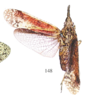 Habitus, dorsal view on Enhydria tessellata (Walker, 1851): (Observation).