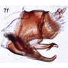 Pygofer, lateral view on Bretega ensiverpa Stiller, 2017: Pygofer, lateral view. (Observation).