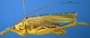 CollectionObject 1521378; 81f81e06-dd89-4e88-9321-14fe85fe7fda: male, lateral view (holotype). (CollectionObject).