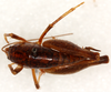 CollectionObject 1499657; 828a01d3-fc17-4497-942f-fb62e83fb8c6: male, dorsal view. (CollectionObject).