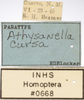 Other on Athysanella (Athysanella) cursa Blocker, 1988: Labels. (Observation).
