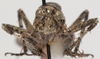CollectionObject 1527097; 929a7435-ab76-4602-bca3-d6b07a266855: male face (holotype). (CollectionObject).