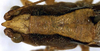 CollectionObject 1531370; NMW 4876, 7528f25f-e97e-4687-9714-84ace6f15c15: male head and pronotum, dorsal view (holotype). (CollectionObject).
